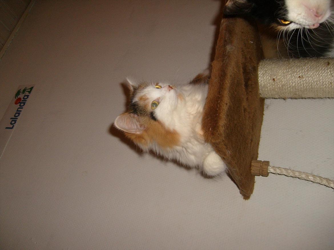 Blanding af racer Princesse. billede 12