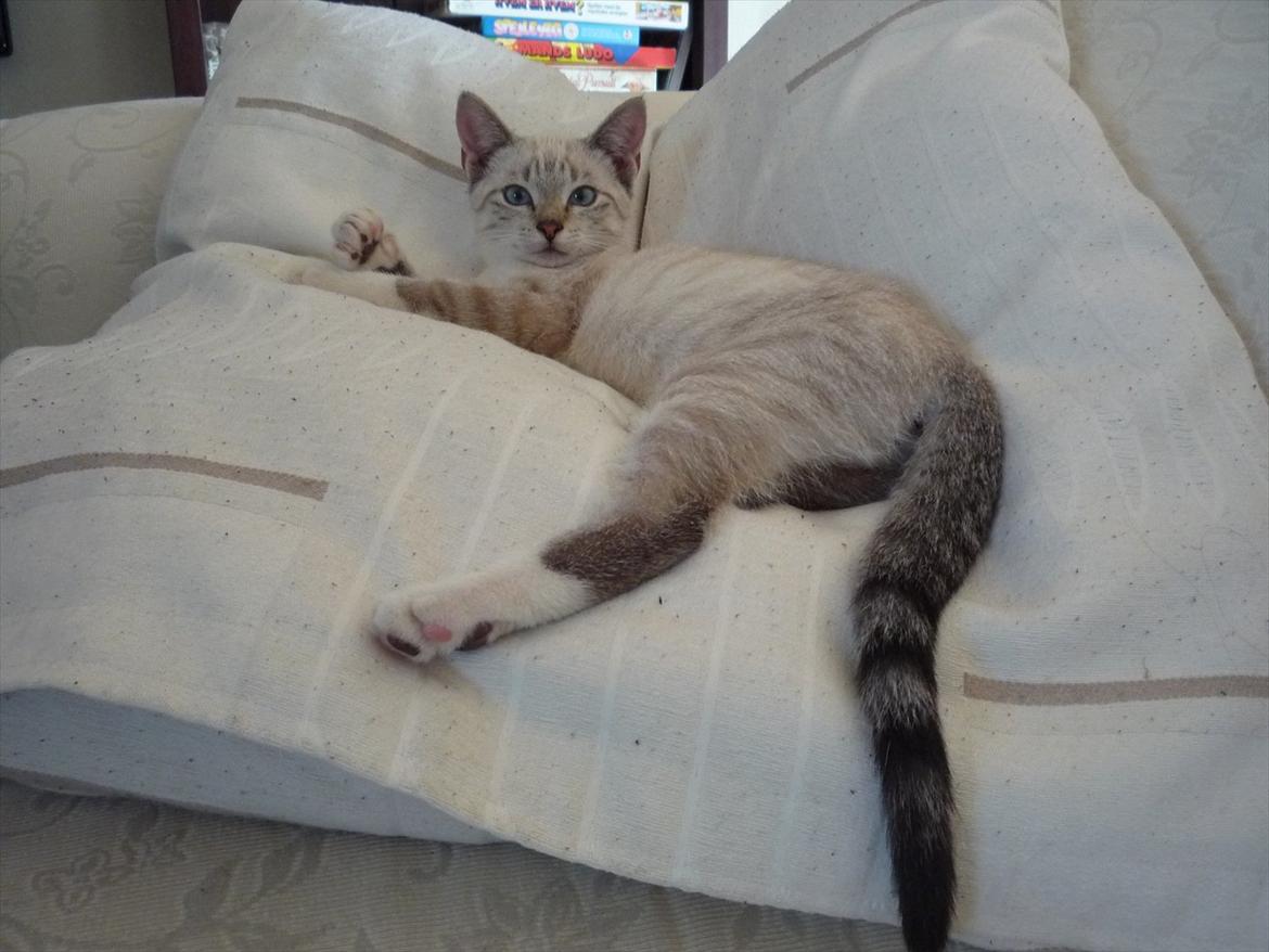 Huskat Jessica(Putte) - Min lille guldklump. <3 billede 1