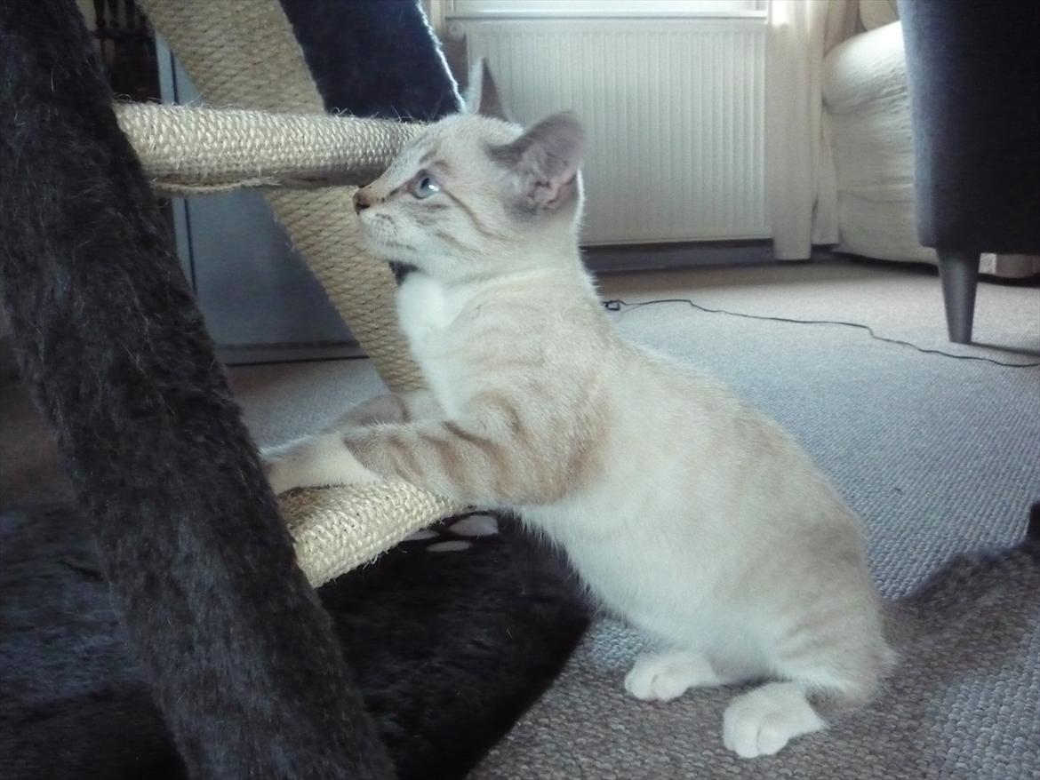 Huskat Jessica(Putte) billede 2