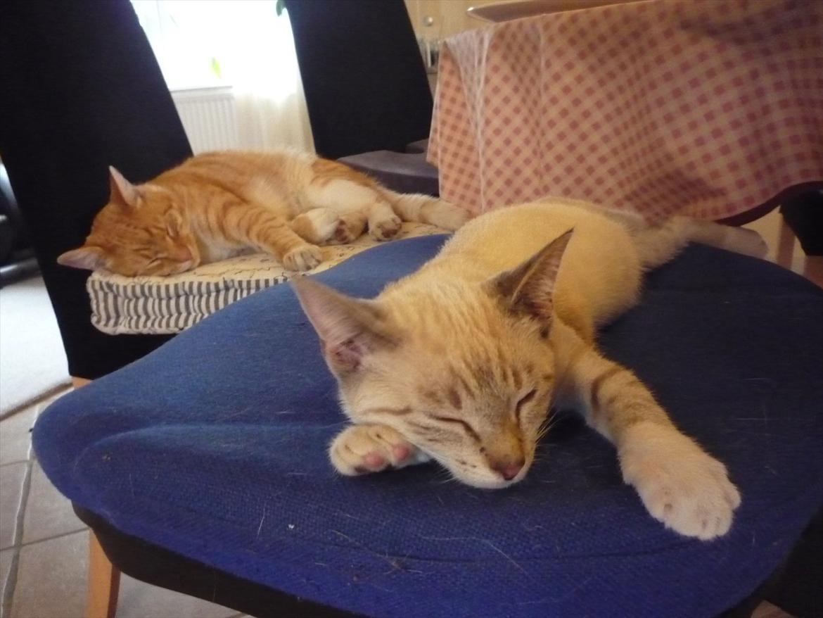 Huskat Jessica(Putte) - zzZZ billede 3