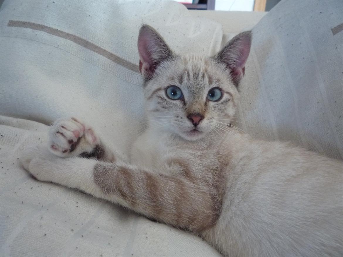 Huskat Jessica(Putte) billede 4