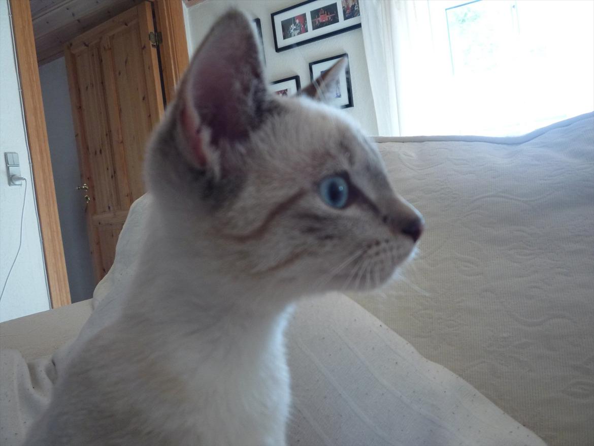 Huskat Jessica(Putte) billede 5