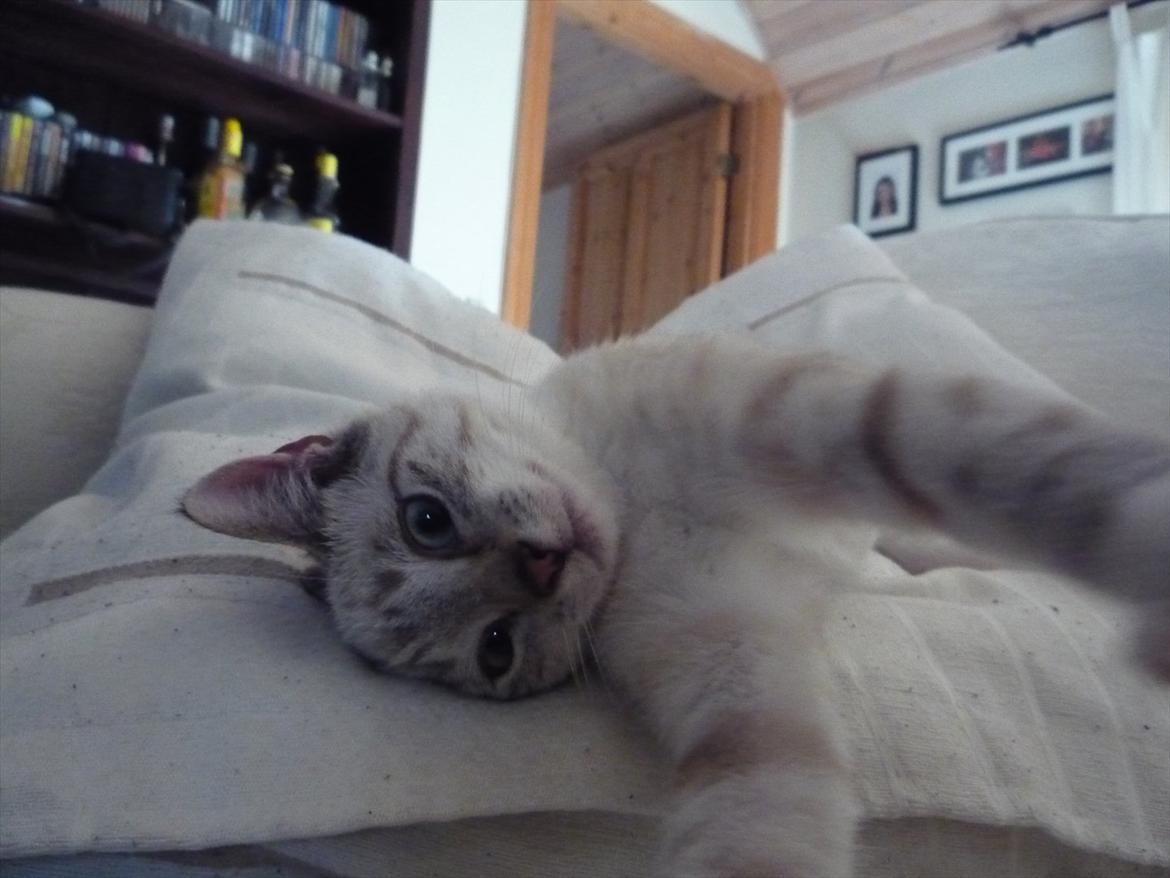 Huskat Jessica(Putte) - Say Cheeeese!  billede 6