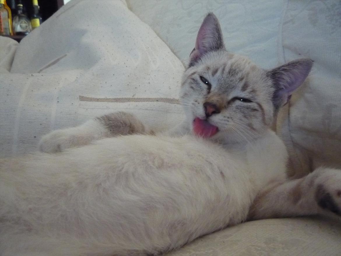 Huskat Jessica(Putte) billede 7