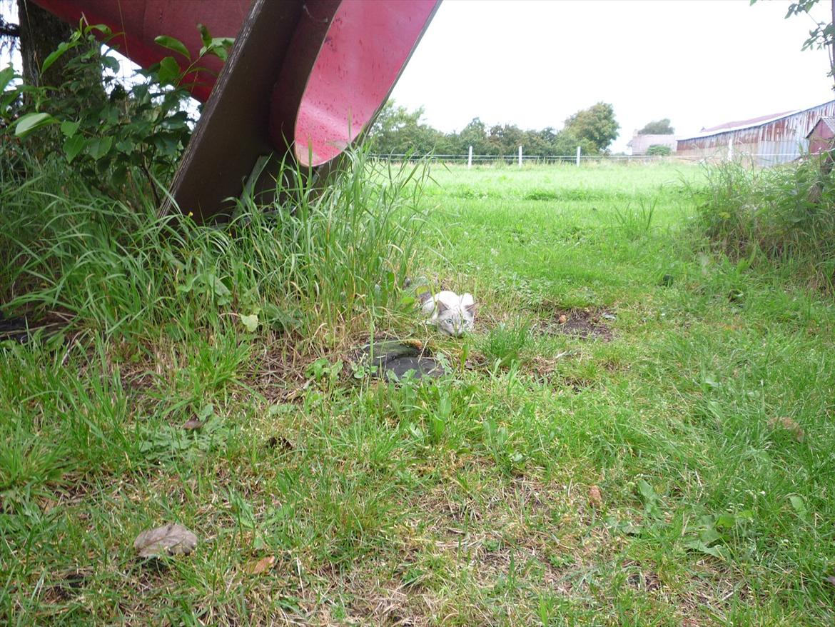 Huskat Jessica(Putte) - Usynlig som en Ninja!  billede 10