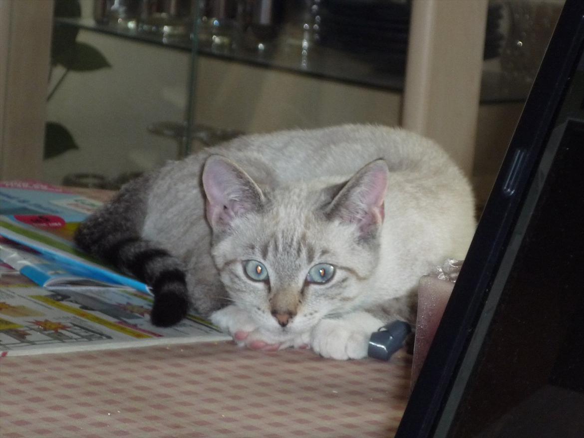 Huskat Jessica(Putte) billede 12