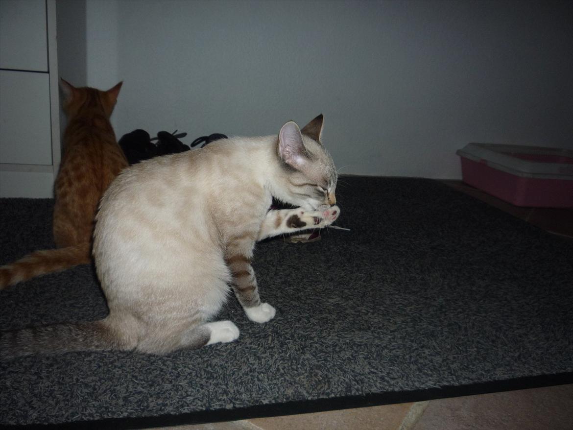 Huskat Jessica(Putte) billede 11