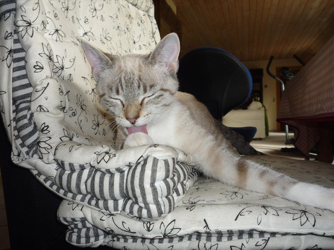 Huskat Jessica(Putte) billede 8