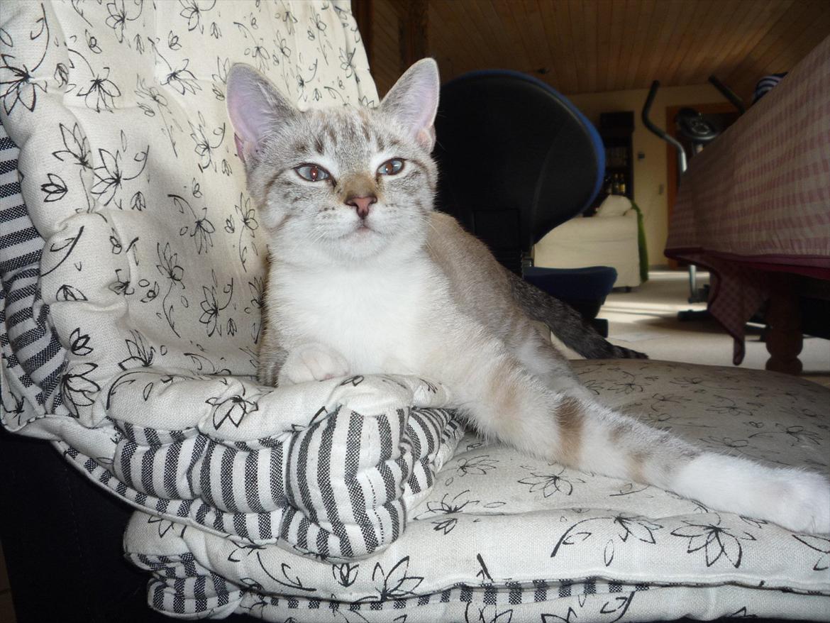 Huskat Jessica(Putte) billede 9