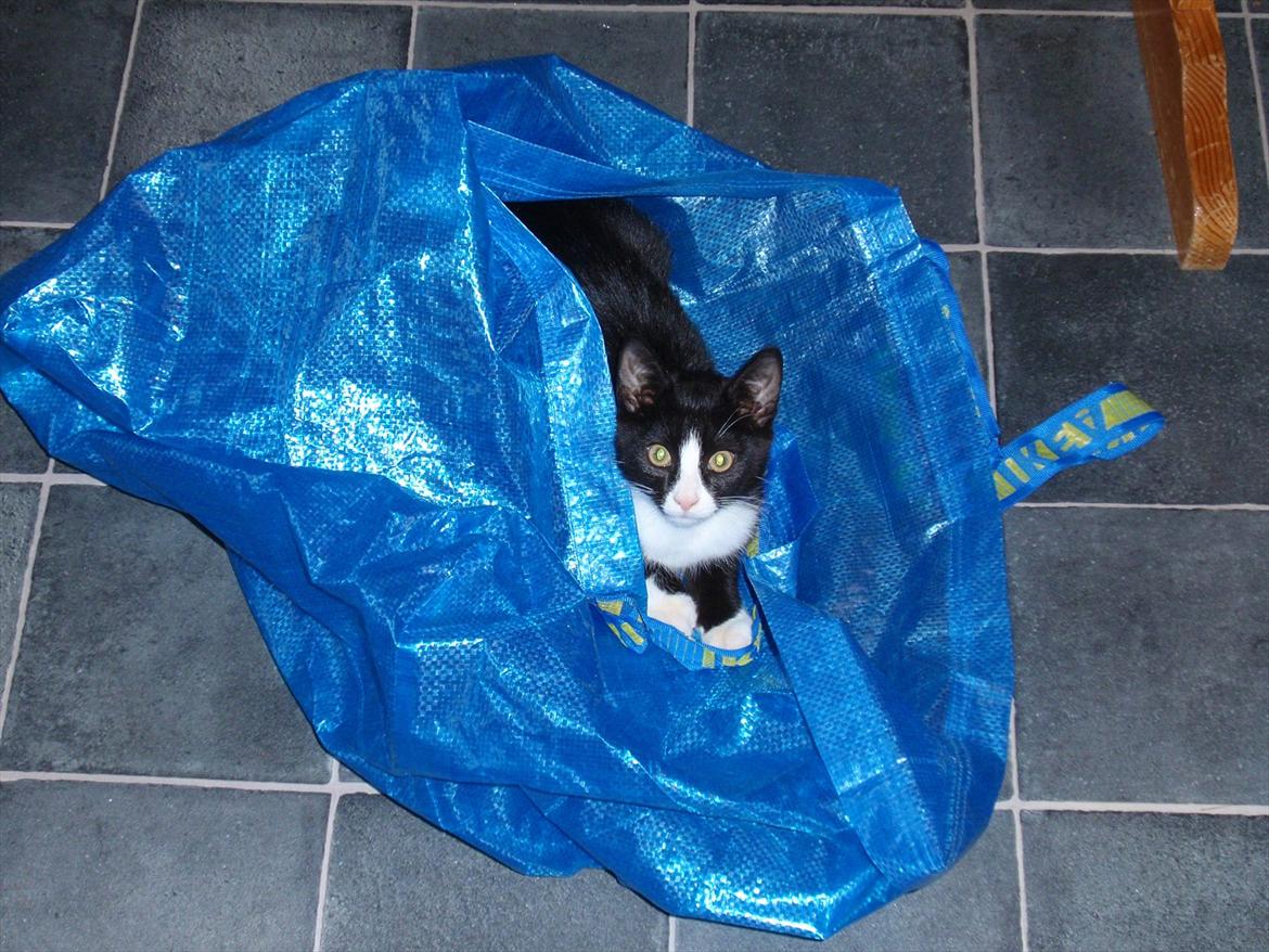 Blanding af racer Pølle bølle billede 1