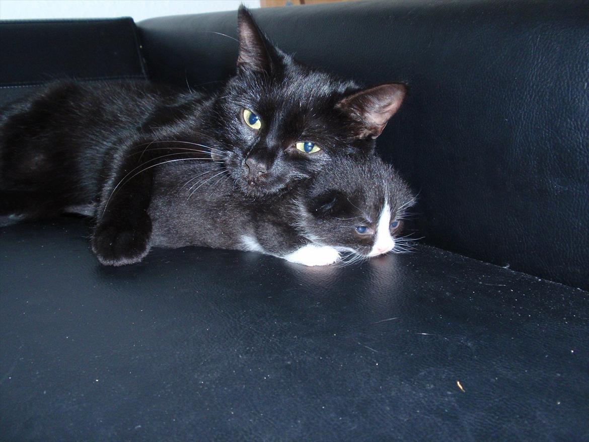 Blanding af racer Pølle bølle billede 2