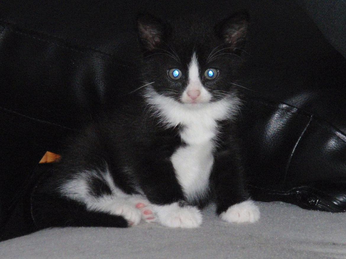 Blanding af racer Pølle bølle billede 3