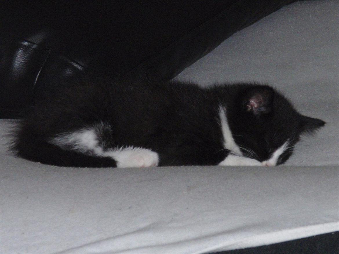 Blanding af racer Pølle bølle billede 4