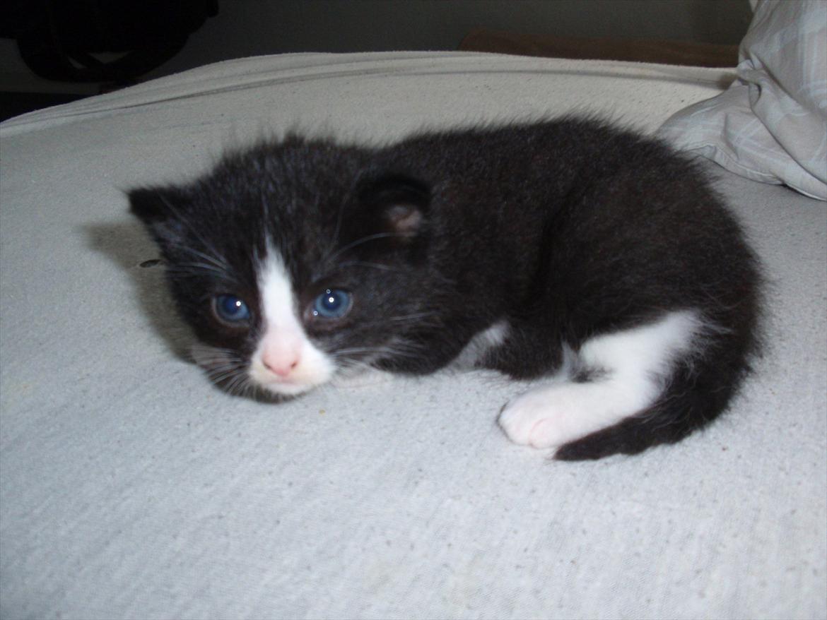 Blanding af racer Pølle bølle billede 5