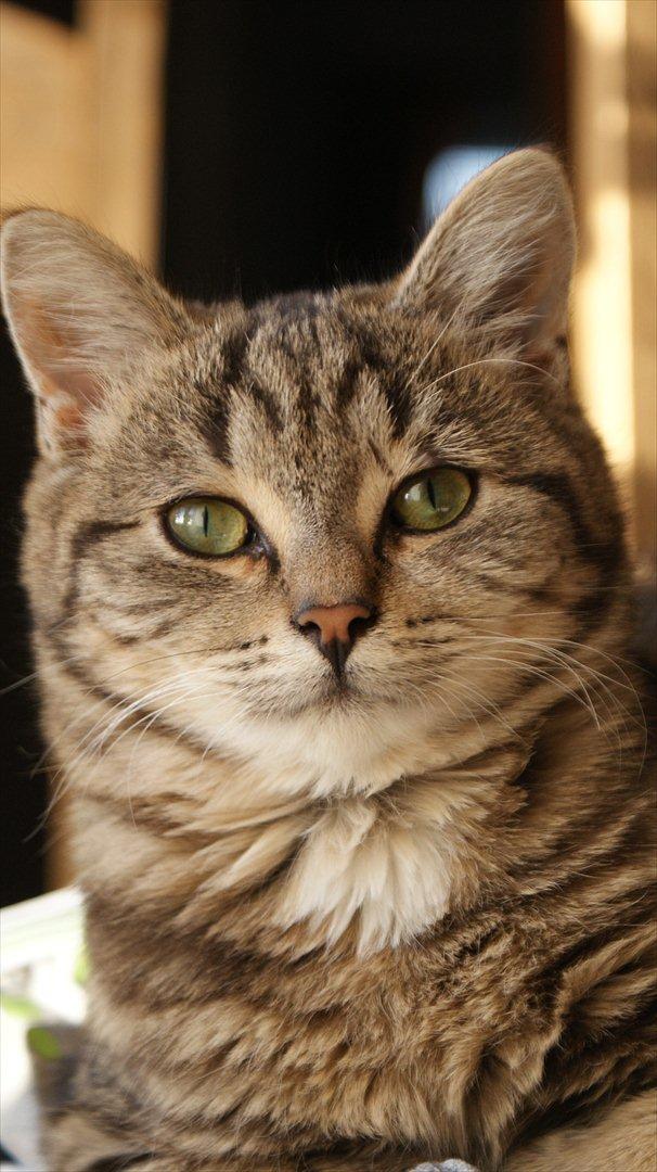 Huskat Bette (Himmelkat) - Man kan da slet ikke stå for dette ansigt *S* billede 3