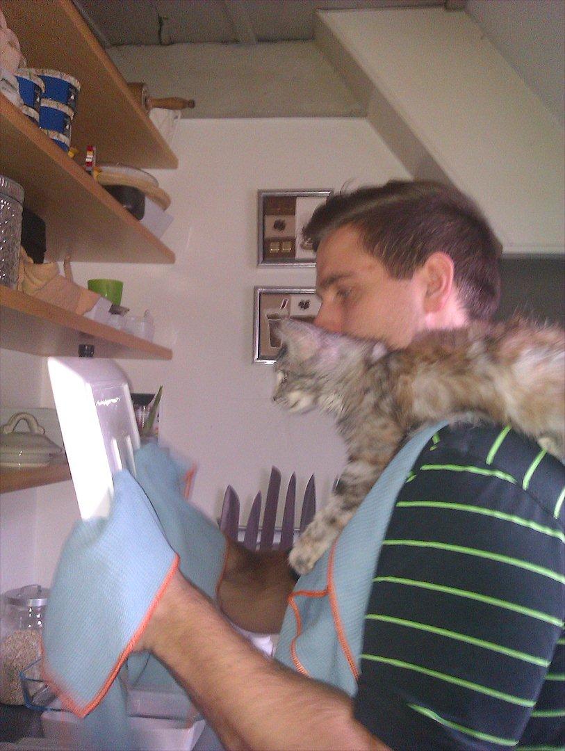 Maine Coon DK Skovlycoon Wendy - Hjælper med opvasken :) billede 7