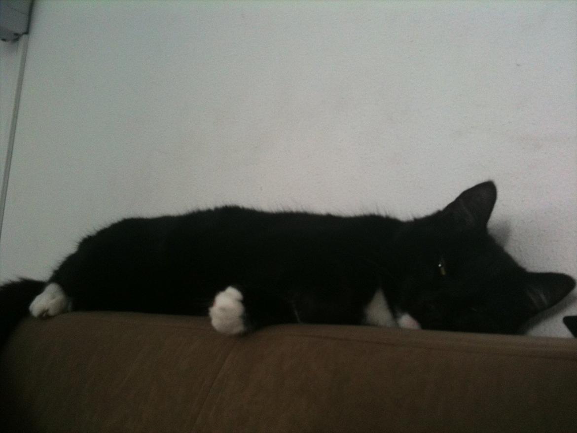 Huskat Herbert aKa hunkat  billede 1