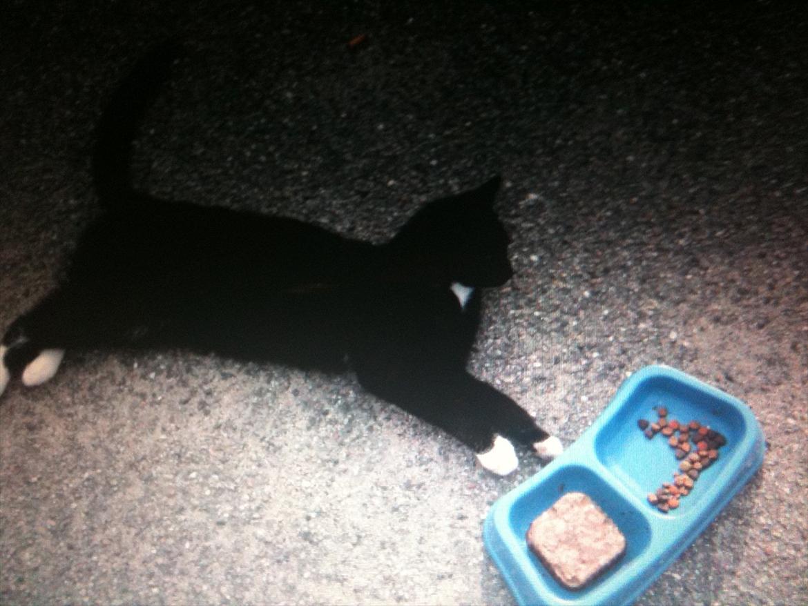 Huskat Herbert aKa hunkat  billede 2