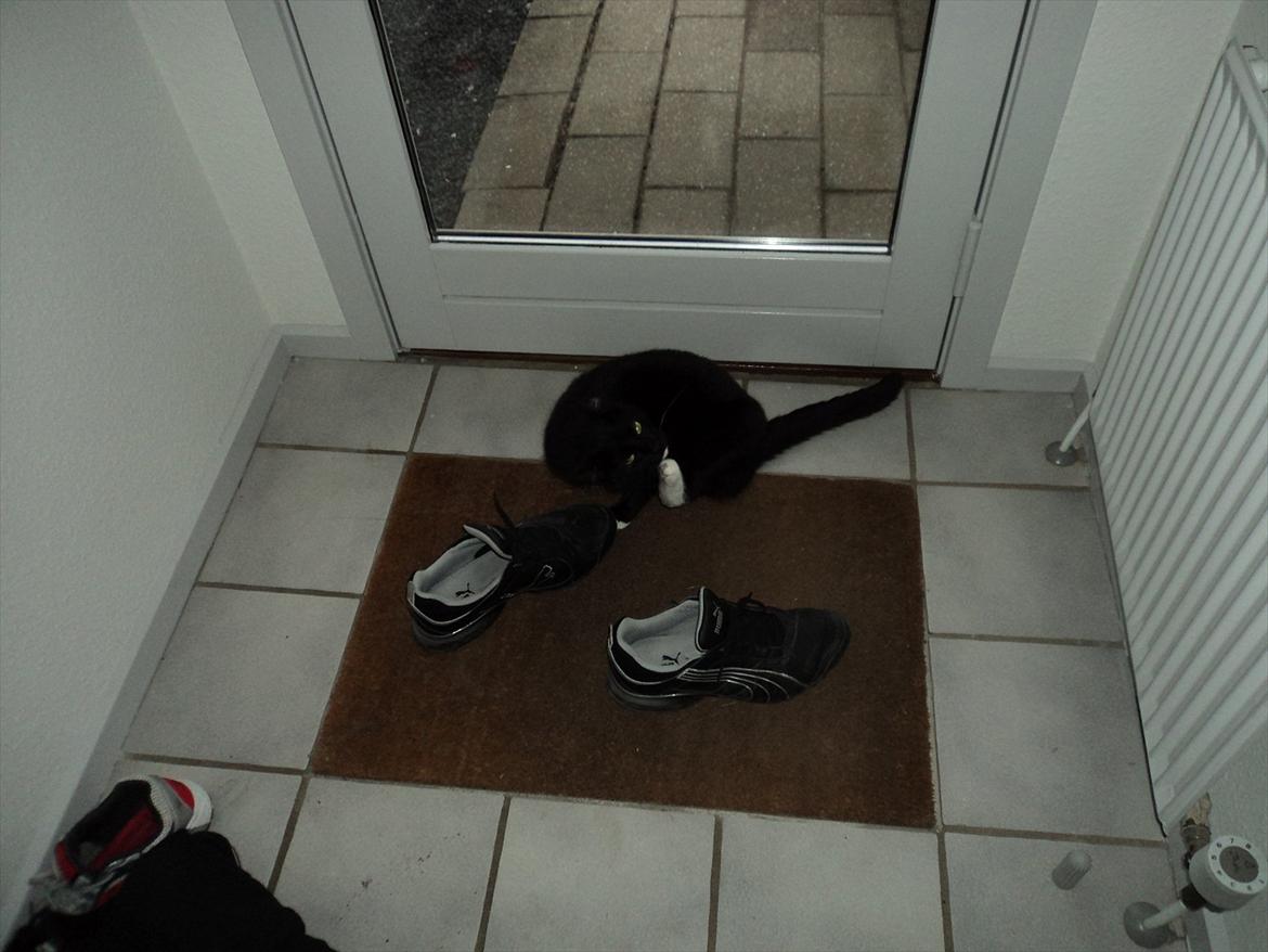 Huskat Herbert aKa hunkat  billede 3