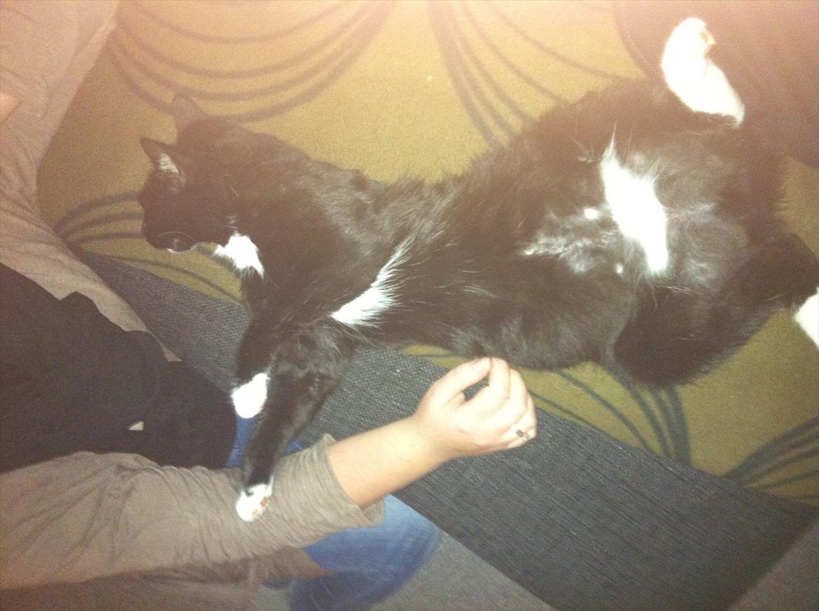 Huskat Herbert aKa hunkat  billede 4