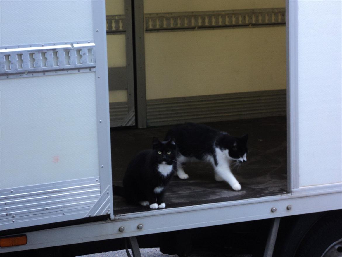 Huskat Herbert aKa hunkat  billede 5