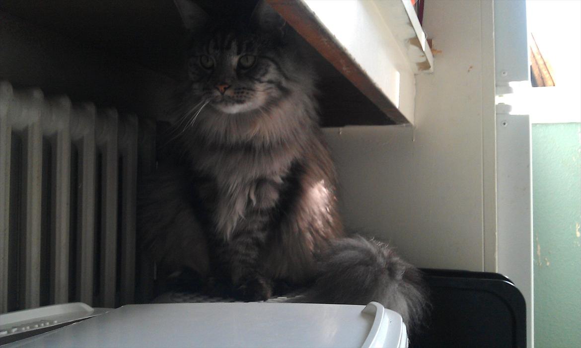 Maine Coon Nala billede 6