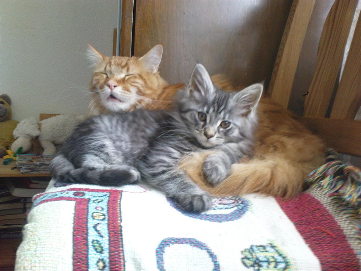 Maine Coon Nala billede 4