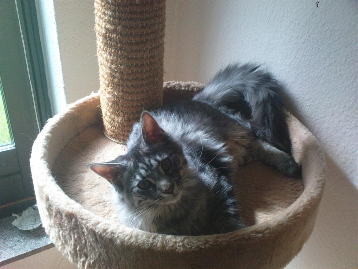 Maine Coon Nala billede 2