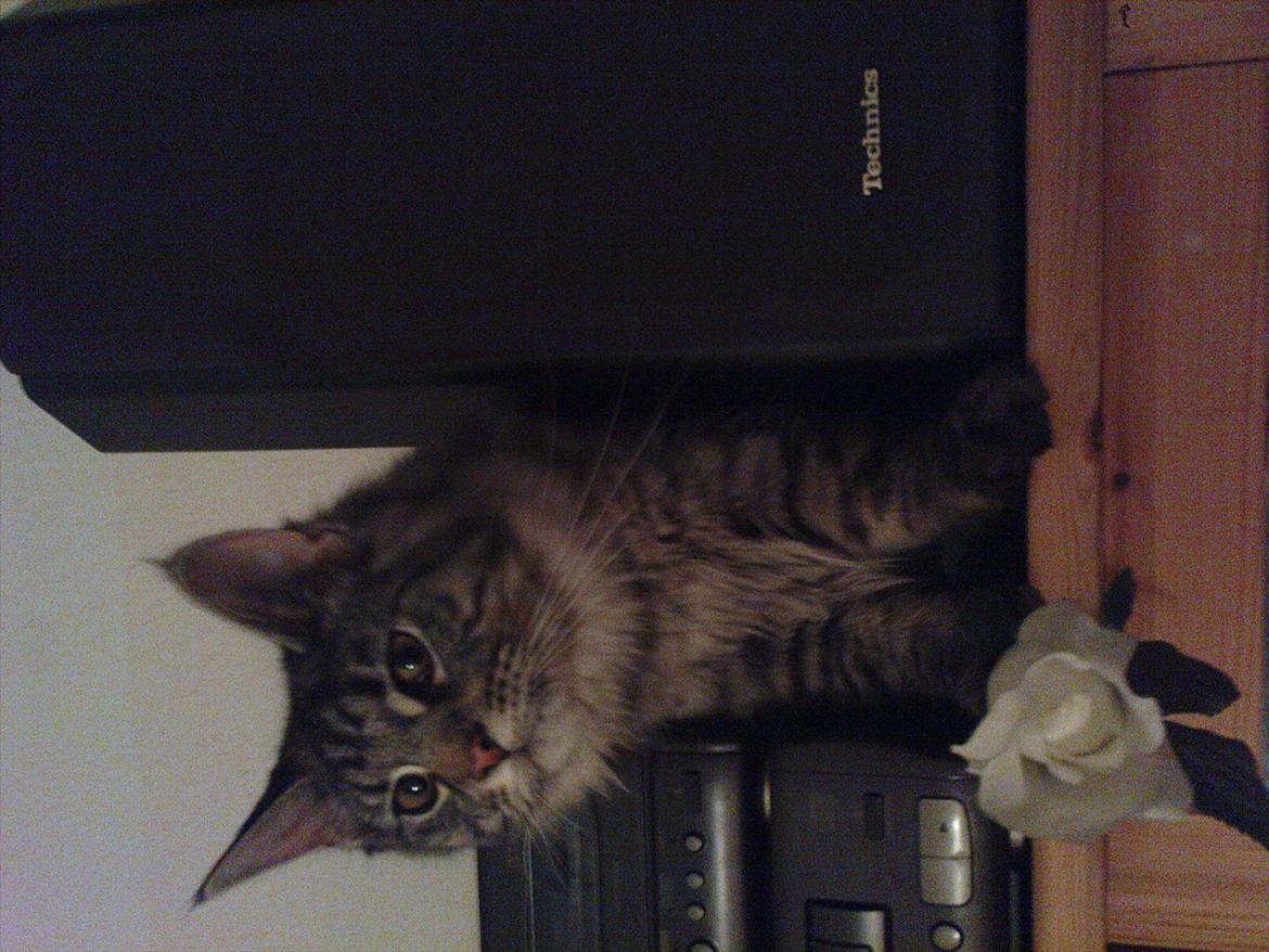 Maine Coon Nala billede 5