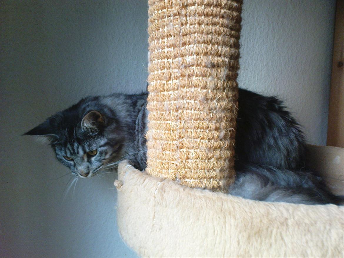 Maine Coon Nala billede 14