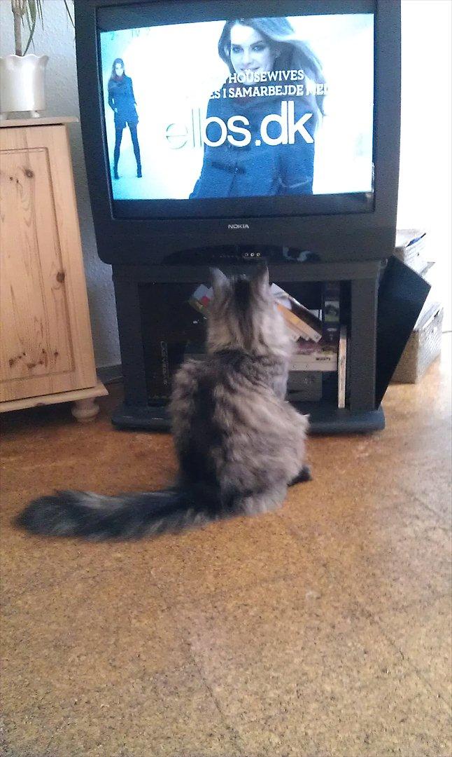 Maine Coon Nala billede 7