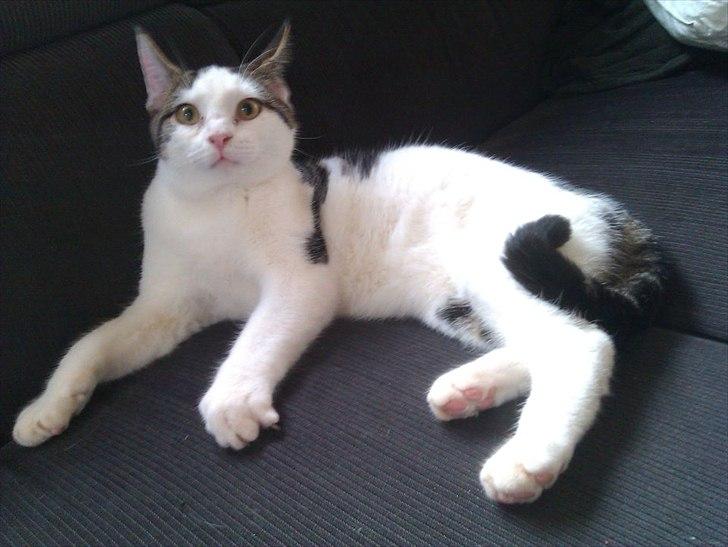 Blanding af racer Habibi billede 1