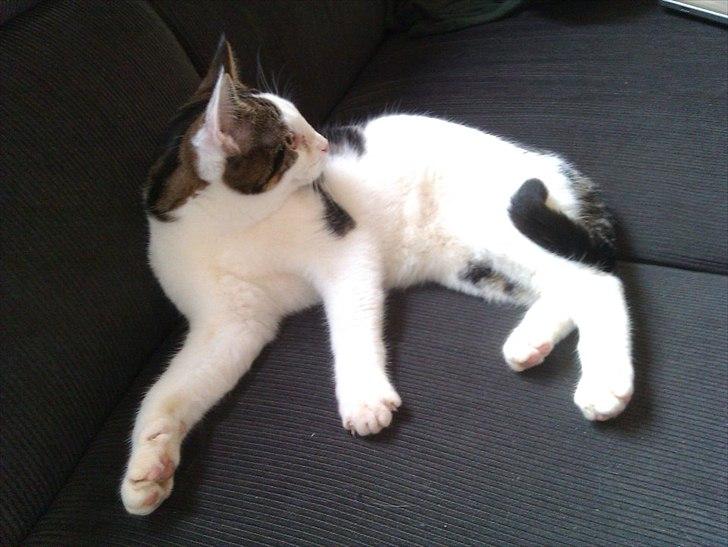 Blanding af racer Habibi billede 2