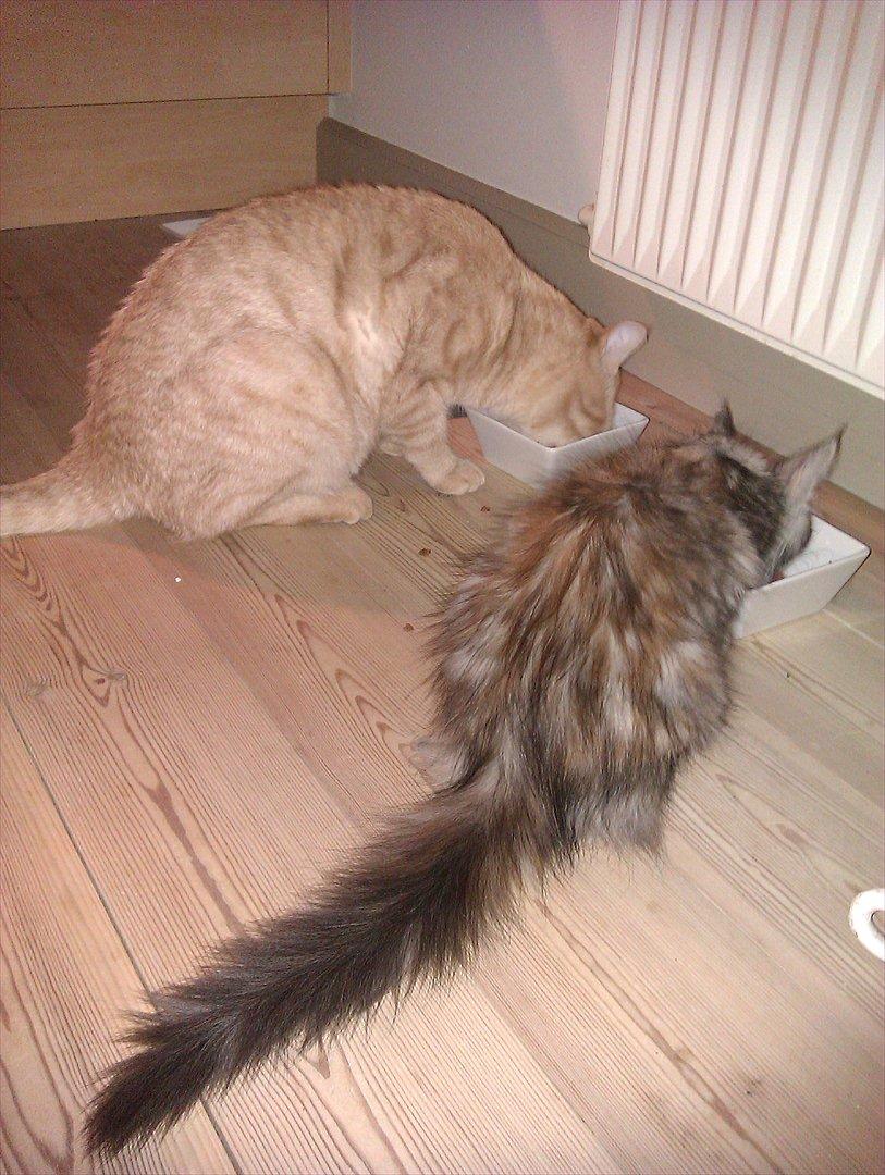 Maine Coon DK Skovlycoon Wendy - Mums :) billede 9