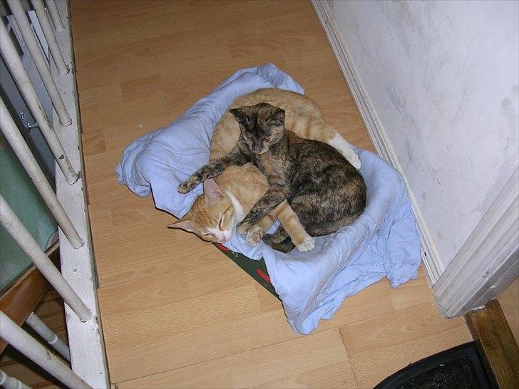 Huskat Garfield billede 1