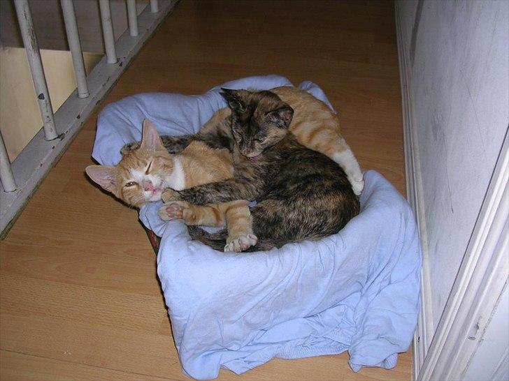 Huskat Garfield billede 2