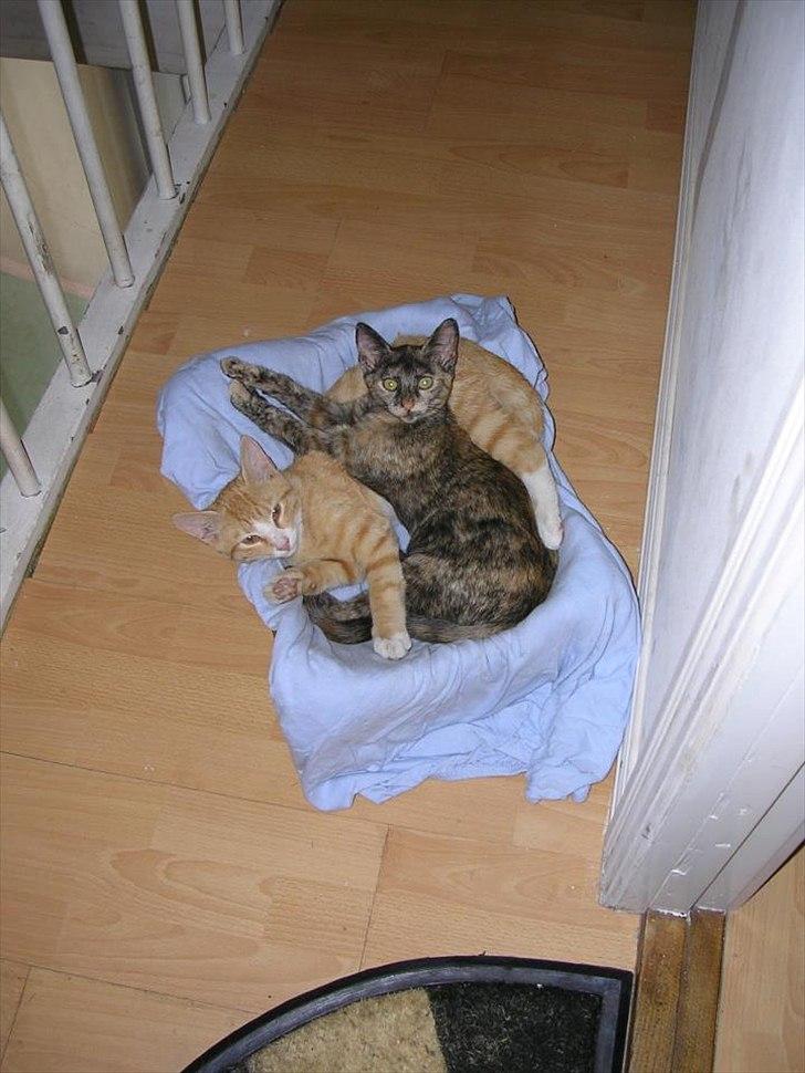 Huskat Garfield billede 3