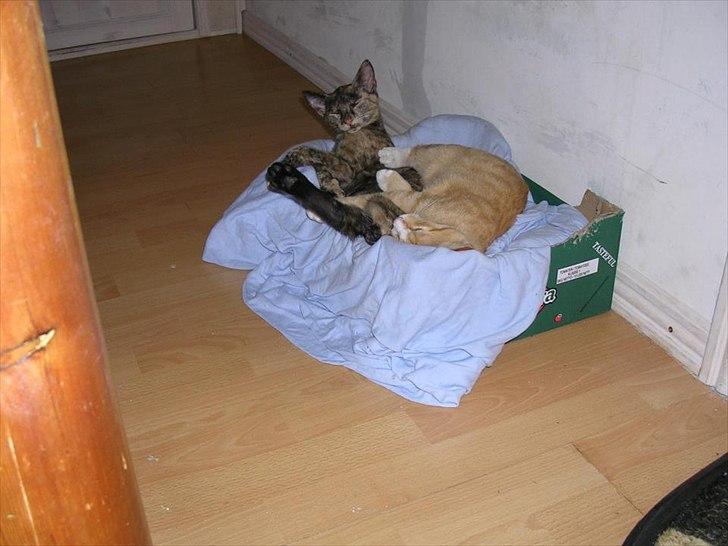 Huskat Garfield billede 4