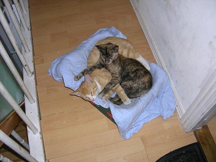 Huskat Garfield billede 5