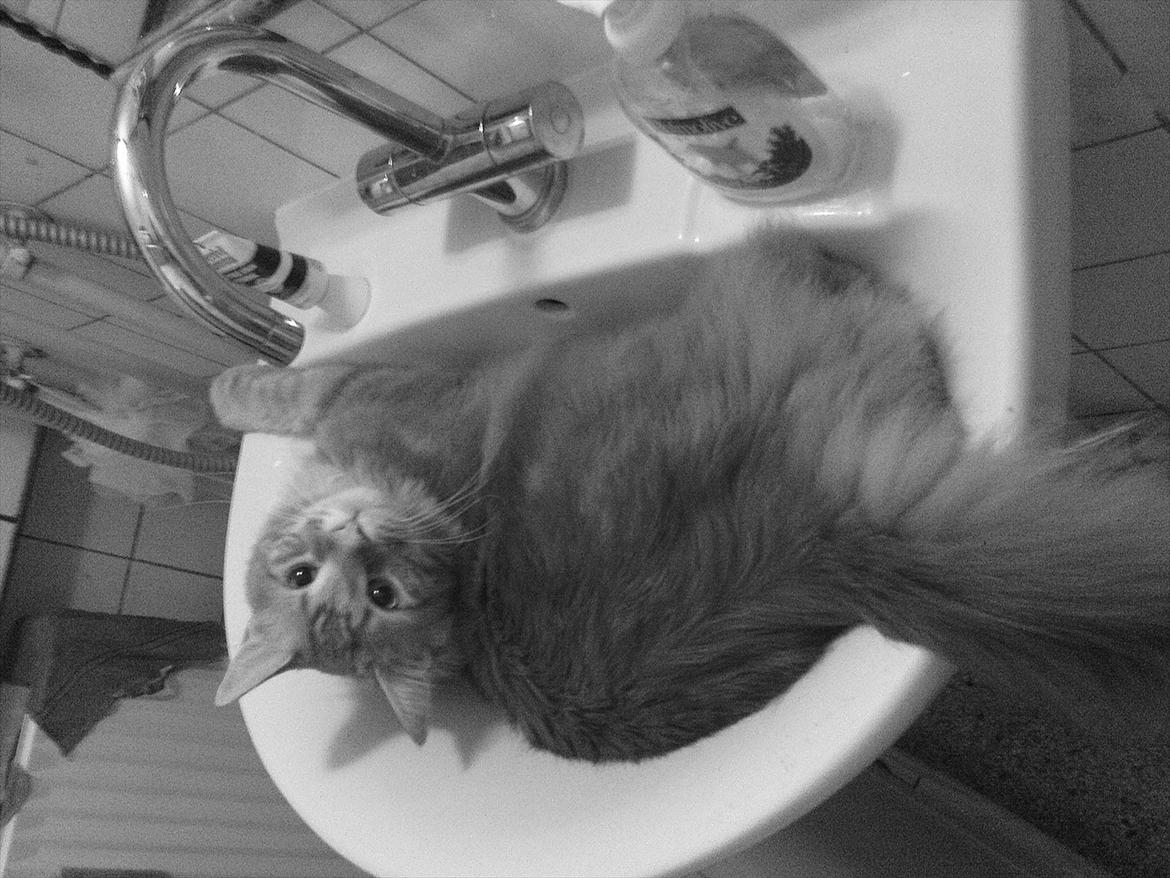 Maine Coon Simba billede 11