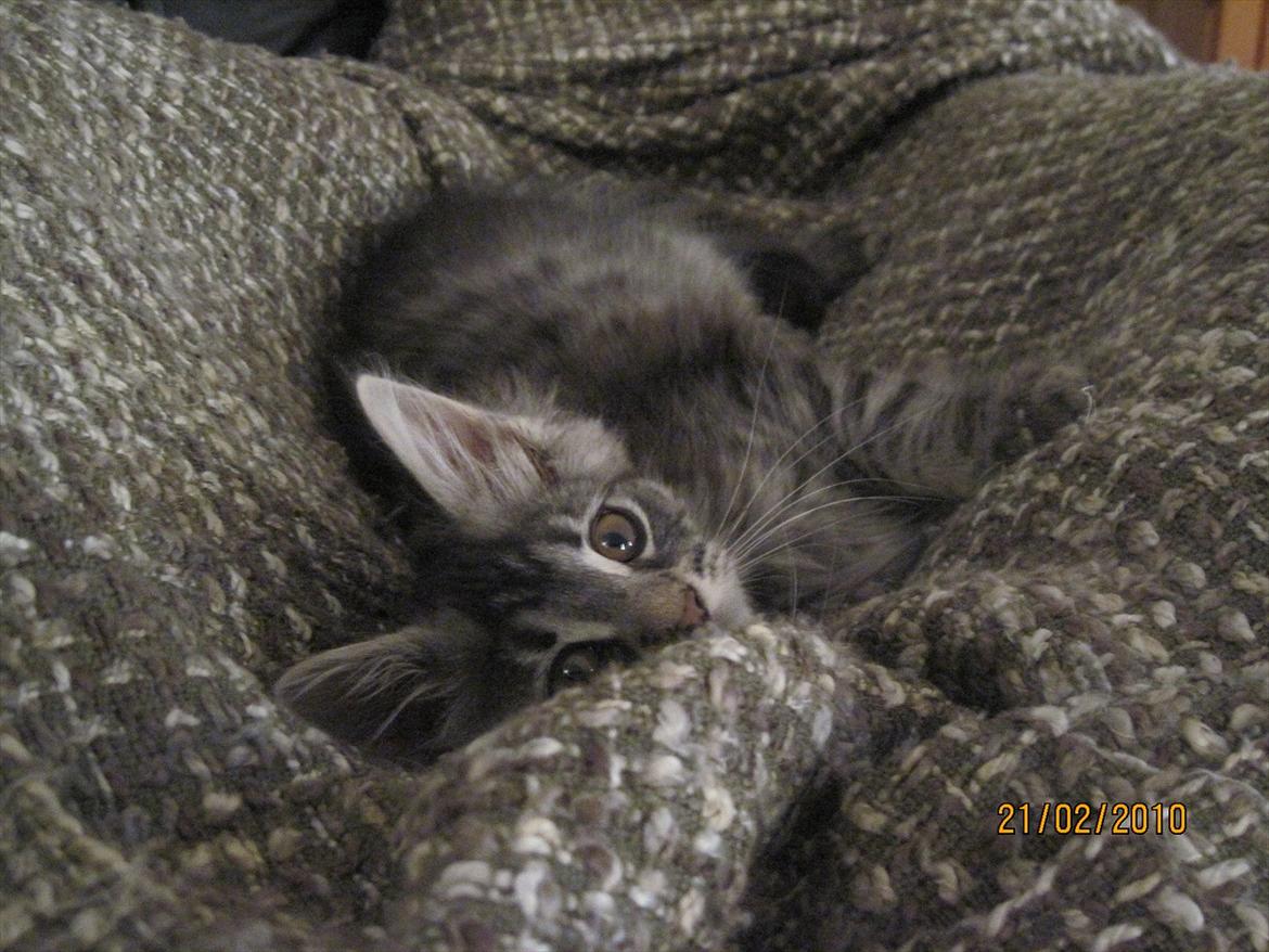 Maine Coon Nala billede 3