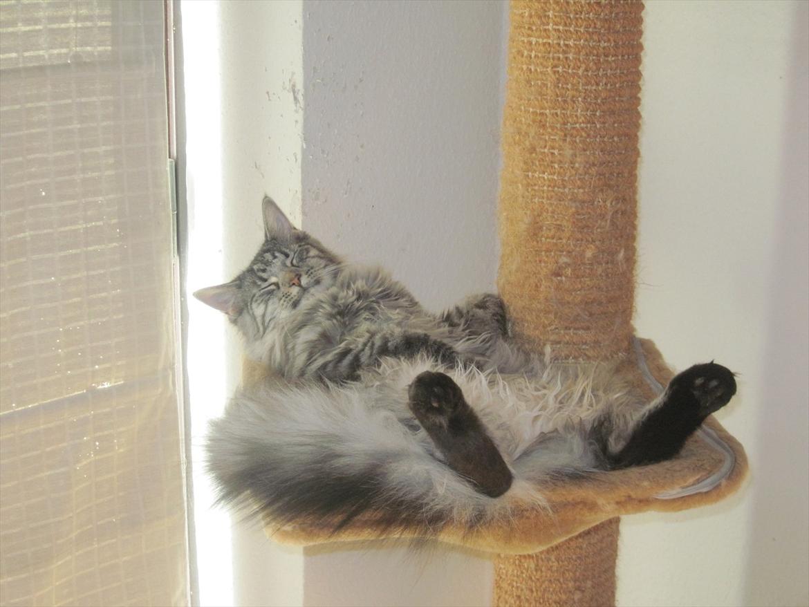 Maine Coon Nala billede 1