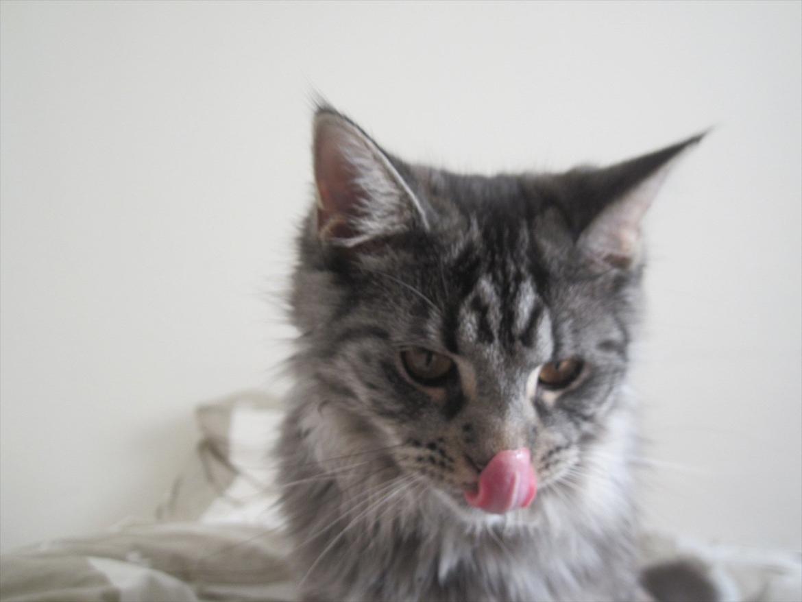 Maine Coon Nala billede 8