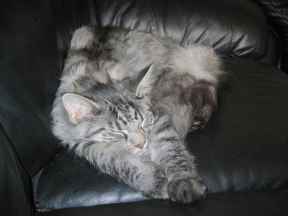 Maine Coon Nala billede 9