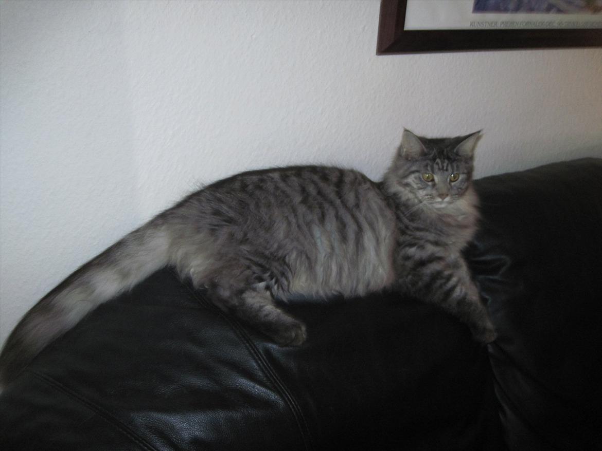 Maine Coon Nala billede 10