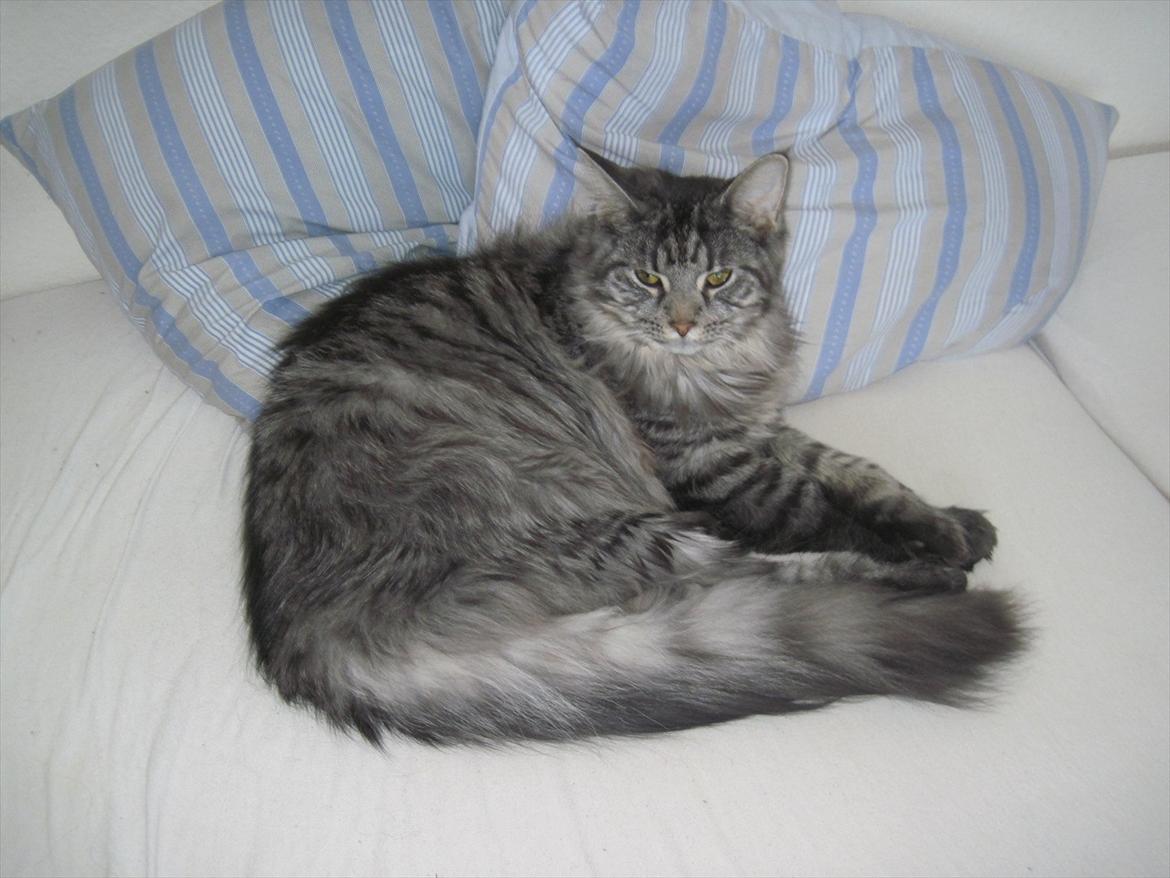 Maine Coon Nala billede 11