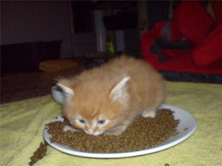 Maine Coon Simba - Fra da han var helt lille.. Han har tydeligvis altid elsket mad :P billede 12