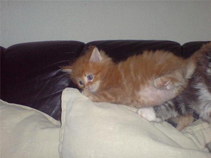 Maine Coon Simba billede 13