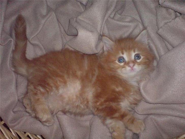 Maine Coon Simba billede 14