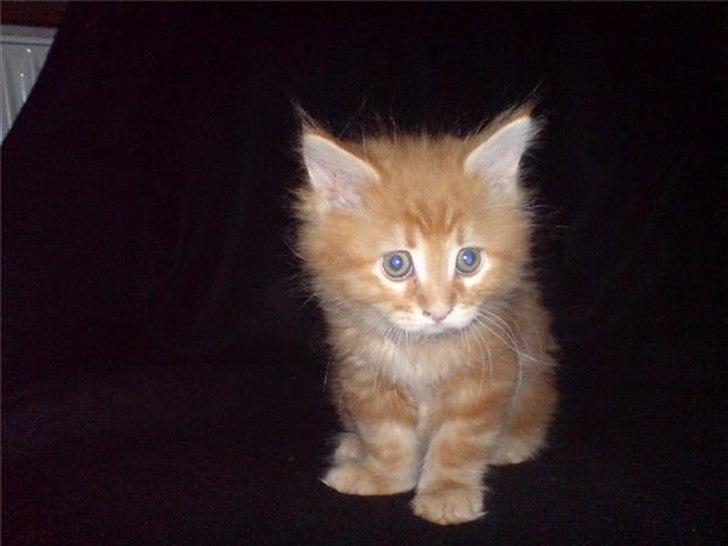 Maine Coon Simba - Derfor vi faldt for ham :) billede 15